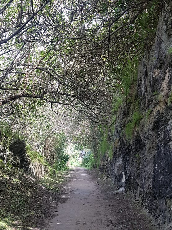 Railway path trail in forestry in Bermuda.