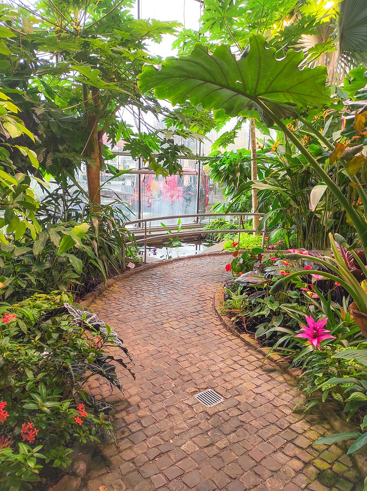 Path through greenery of tropical greenhouse in the Chocolate Museum in Cologne.