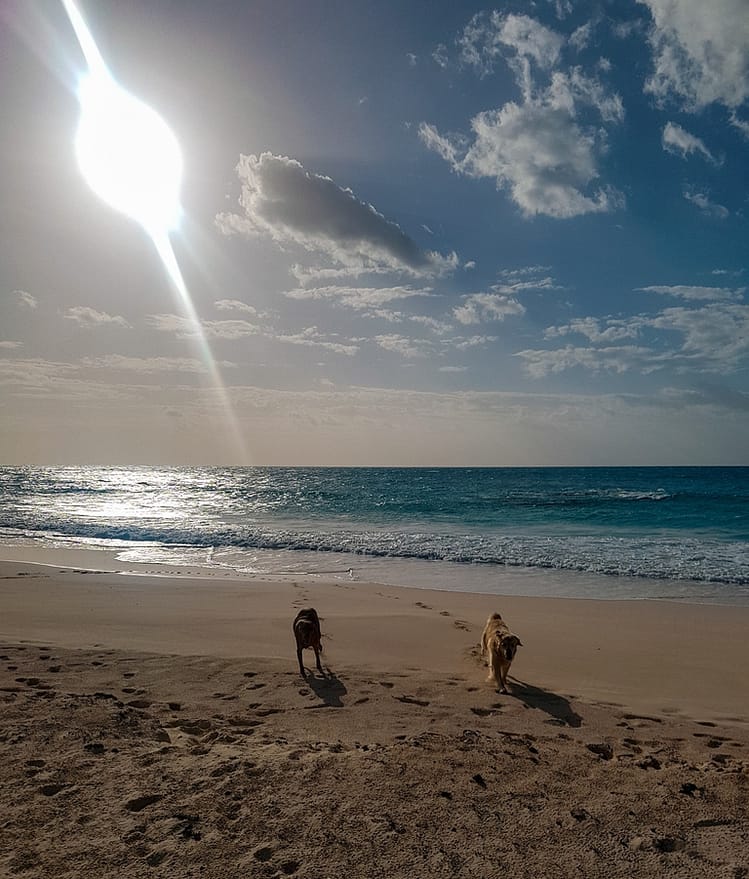 Bright sun glistening on the water at sunset in Bermuda beach with two dogs running on the sand towards camera..