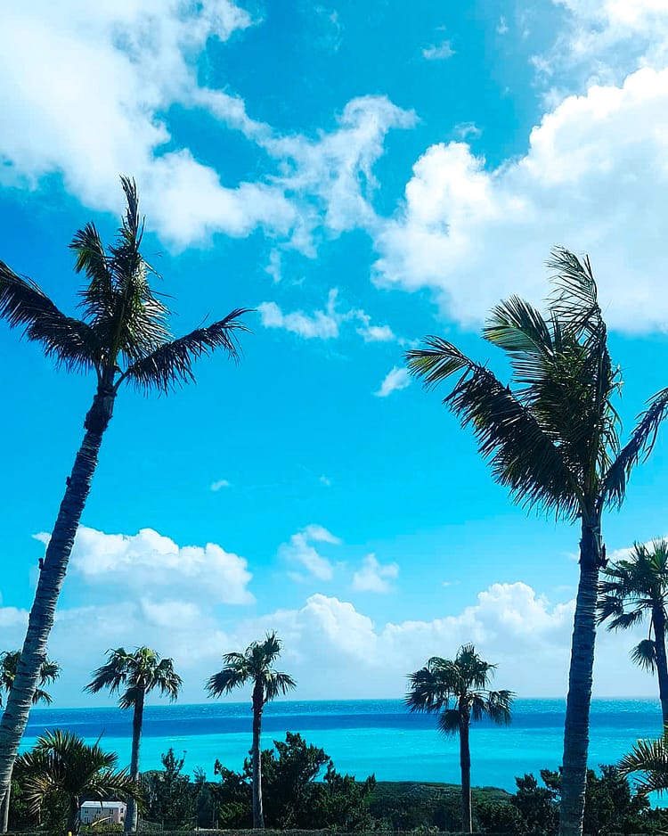 Palm trees, blue sky with some clouds and bright aqua blue water of sea in the distance in Bermuda.
